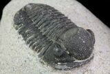 Lot: Gerastos Trilobite Fossils - Pieces #69140-1